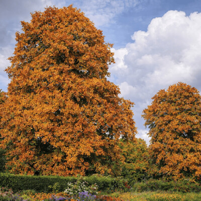 Commune de Montigny-le-Tilleul